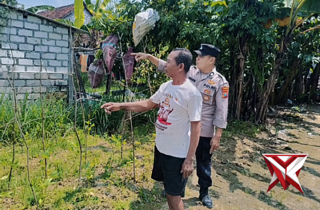 Pengecekkan rutin Pekarangan Pangan Bergizi (P2B)