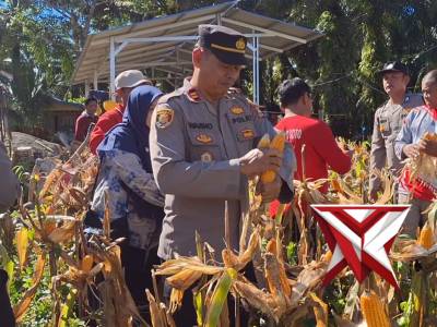 KEGIATAN PANEN JAGUNG KETAHANAN PANGAN SADESAHE DESA TALANG SEPAKAT KEC. V KOTO KAB. MUKOMUKO - PoliceTube