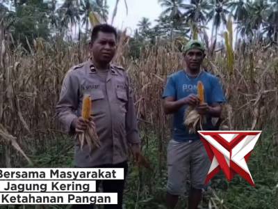 POLRI BERSAMA MASYARAKAT PANEN JAGUNG KERING UNUTK KETAHANAN PANGAN - PoliceTube