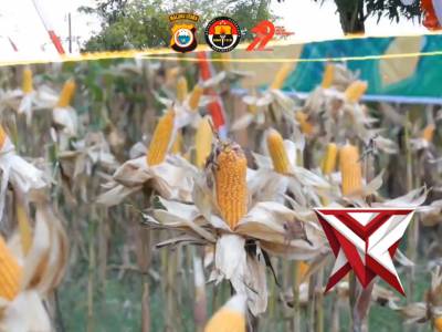 PANEN RAYA JAGUNG POLDA MALUKU UTARA - PoliceTube