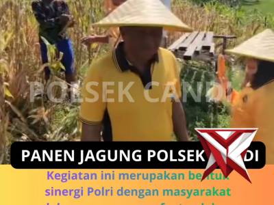 Panen Jagung - PoliceTube