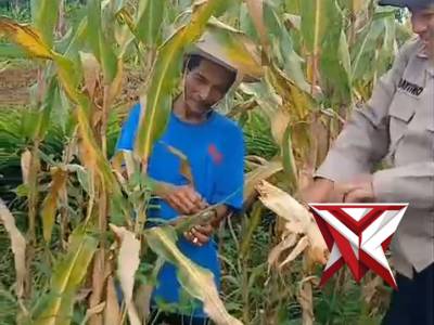 Panen jagung kwartal 3 thn 2025 - PoliceTube
