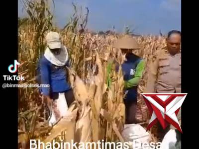 Bhabhinkamtibmas Desa Ronowijayan bersama warga Panen Jagung - PoliceTube