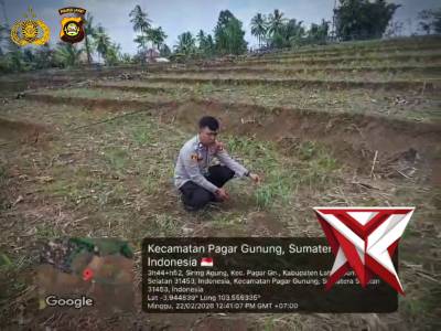 Tanaman jagung - PoliceTube