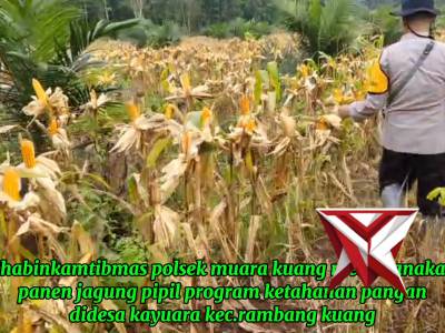 PANEN JAGUNG PIPIL POLSEK MUARA KUANG - PoliceTube