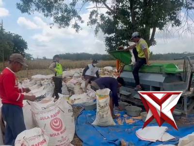 MONITOR HASIL PANEN JAGUNG MILIK POLSEK BUAY PEMUKA PELIUNG SELUAS 5 HEKTAR - PoliceTube