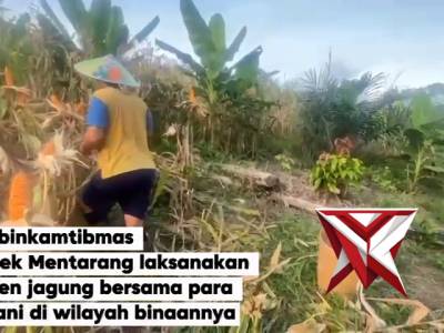 Bhabinkamtibmas dari Polsek Mentarang melaksanakan kegiatan panen jagung - PoliceTube
