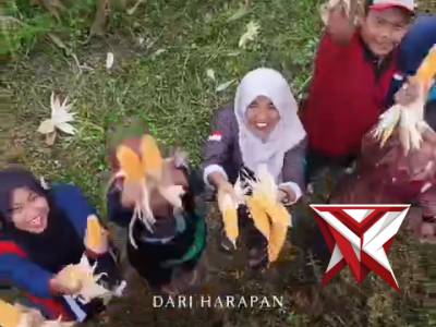 Panen jagung kuartal IV - PoliceTube