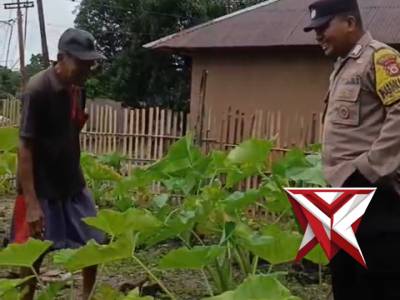 Bhabinkamtibmas neg Siri-sori Islam menyambangi warga di kebun talas (keladi) milik warga - PoliceTube