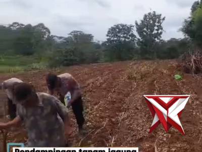 Pendampingan tanam jagung kuartal 1 2026 di desa Kajar kec. Dawe Kab. Kudus - PoliceTube