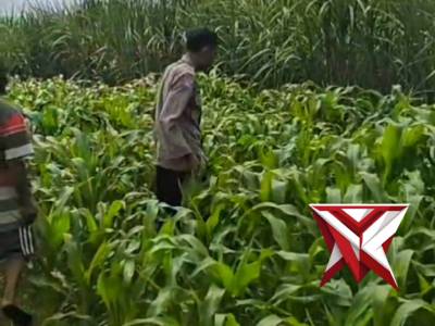 Anggota Polsek Mojowarno tinjau perkembangan tanaman jagung dalam rangka dukung ketahanan pangan