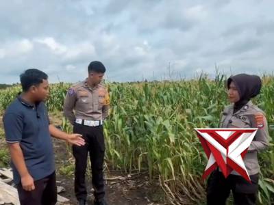Halo sobat jagung yuk lebih mengenal lebih jauh mengenai lahan pal 17 yang di kelola oleh Kapolda