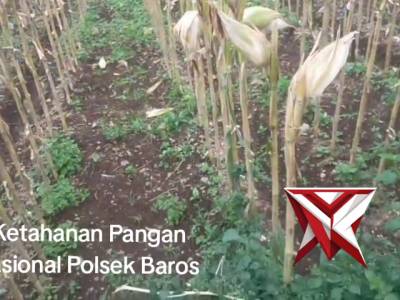 Ketahanan Pangan Nasional Polsek Baros - PoliceTube