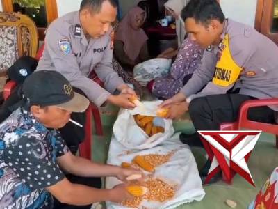 Panen Jagung Pola Tumpangsari Polsek Kedurang Ilir