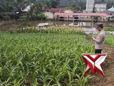 Pengecekan ketahanan pangan oleh kapolsek ulu musi - PoliceTube