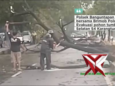 Evakuasi Pohon tumbang di Ringroad Selatan Banguntapan - PoliceTube