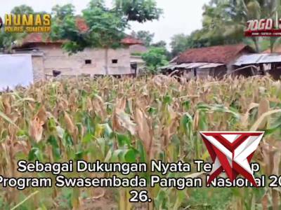 Panen Jagung Ds. Juluk Kec. Saronggi Kab. Sumenep