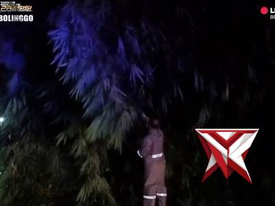 Respon Cepat Pembersihan Pohon Tumbang Polres Probolinggo - PoliceTube