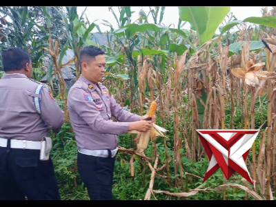 GIAT PANEN JAGUNG POLSEK KUNINGAN - PoliceTube