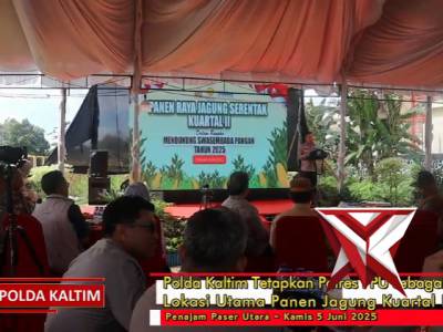 Panen Jagung Serentak