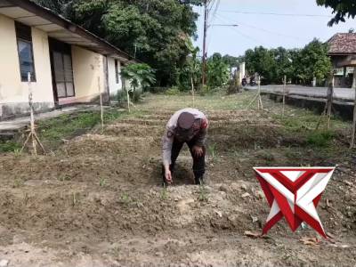 Sebagai Wujud Kegiatan Polisi Cinta Petani Polsek Sirah Pulau Padang melaksanakan Penanaman jagung - PoliceTube