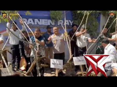 KEGIATAN PANEN RAYA KETAHANAN PANGAN SERENTAK - PoliceTube