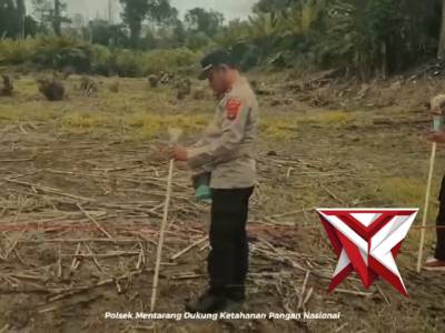 Polsek Mentarang Terus Lakukan Penanaman Jagung, Bentuk Dukung Swasembada Pangan - PoliceTube
