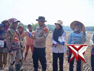 KANIT BINMAS MEMBERIKAN BANTUAN BIBIT JAGUNG DARI PEMERINTAH MELALUI POLSEK BP PELIUNG