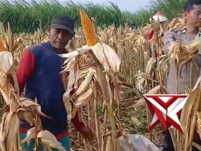 Personel polsek Dawe Polres Kudus dampingi warga cendono giat panen jagung dukung swasembada pangan