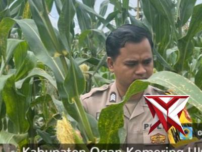 Anggota bhabinkamtibmas melaksanakan kegiatan mengecek ketahanan pangan berupa tanaman jagung - PoliceTube