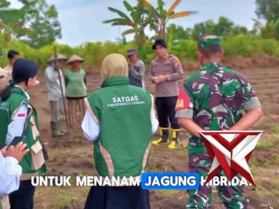 polsek_arutselatan Dorong Ketahanan Pangan, Kapolsek Arut Selatan Tanam Jagung Hibrida - PoliceTube