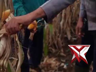 Bhabinkamtibmas desa Glagah Kulon Kec. Dawe kab kudus melaksanakan giat pendampingan panen jagung - PoliceTube