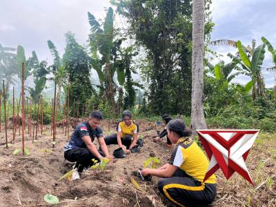 PROGRES PEMBUATAN BEDENGAN DAN PENANAMAN UWI UNGU PADA POLDA PAPUA TENGAH - PoliceTube