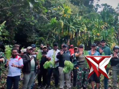 PENEMUAN TANAMAN JENIS GANJA DI KABUPATEN PEGUNUNGAN BINTANG - PoliceTube