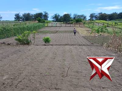 Pengecekan perkembangan tanam jagung MT Kuartal I Polsek Ambal - PoliceTube