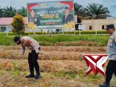 POLSEK BENGALON MONITORING PERKEMBANGAN JAGUNG - PoliceTube