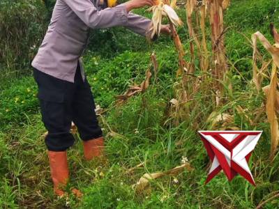 Kapolsek Margahayu Pimpin Panen Raya Jagung di Kelurahan Baleendah, Dukung Program Pemerintah Swasem - PoliceTube