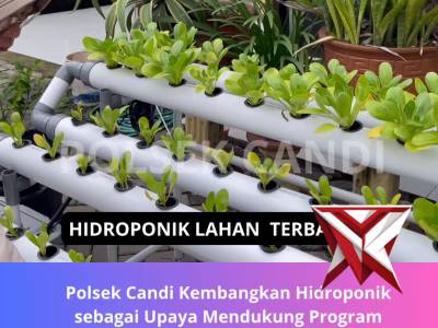 Hidroponik Lahan terbatas - PoliceTube