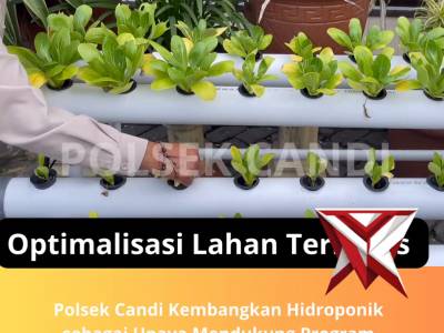 Program Hidroponik Polsek Candi - PoliceTube