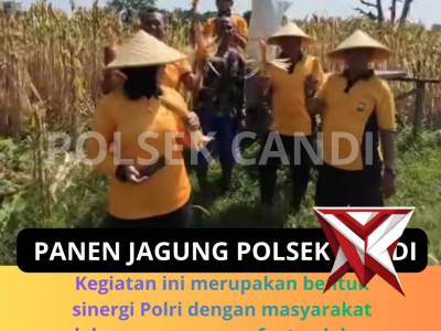 Panen jagung Polsek Candi