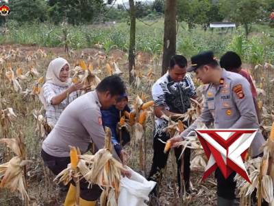 Sinergi Polsek Lawang Kidul dan Masyarakat dalam Panen Jagung - PoliceTube