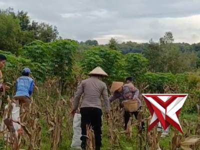 PANEN RAYA JAGUNG DUKUNG PROGRAM KETAHANAN PANGAN NASIONAL - PoliceTube