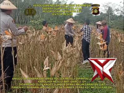 Panen Jagung Petani Binaan Polsek Mesuji OKI - PoliceTube