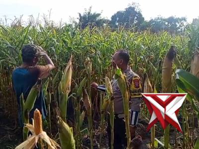 Bhabinkamtibmas giat pemantauan Petani Tanaman jagung di Desa Sumbergedang Kec. Pandaan Kab. Pasurua - PoliceTube