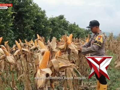 Panen Raya Jagung Kwartal I di Watulimo, Kapolres Trenggalek Apresiasi Petani dan Stakeholder - PoliceTube