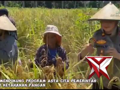 DUKUNG KETAHANAN PANGAN KAPOLSEK SAHU BANTU PETANI PANEN PADI - PoliceTube