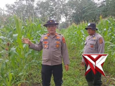 KAPOLSEK IPTU AL HAFIZ M, S.H. CEK LAHAN JAGUNG MILIK POLSEK LEMPUING JAYA - PoliceTube
