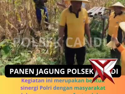 Panen Jagung Polsek Candi - PoliceTube