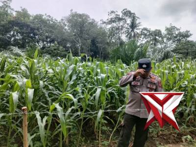 Polsek Mesuji Makmur - PoliceTube