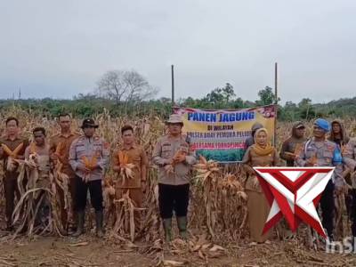 KEGIATAN PANEN JAGUNG LAHAN MILIK POLSEK BUAY PEMUKA PELIUNG SELUAS 2+HEKTAR KUARTAL I TH 2026 - PoliceTube